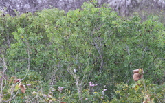 Acridotheres melanopterus