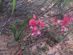 Indigofera humifusoides