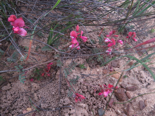 Image of Indigofera humifusoides by (c) James Deacon, some rights reserved (CC BY-SA)