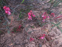 Indigofera humifusoides