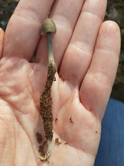 Mycena alcalina