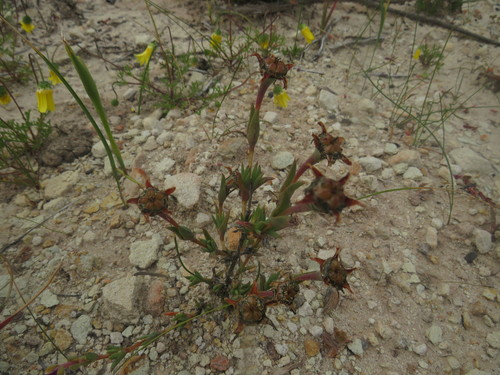 Antimima gracillima