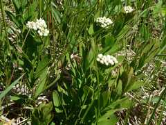 Comandra umbellata umbellata