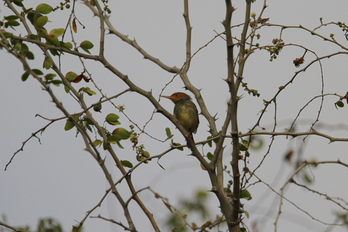 Olive-backed Tailorbird (Orthotomus sepium), photo 8
