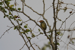 Orthotomus sepium