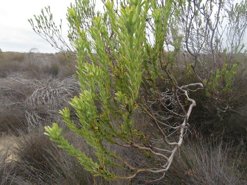 Image of Leucadendron remotum by (c) James Deacon, some rights reserved (CC BY-SA)