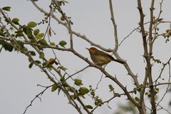 Orthotomus sepium