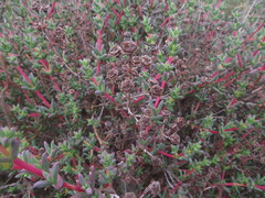 Phiambolia