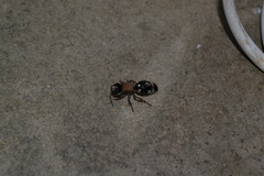 Ronisia barbarula