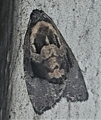 Asthenoptycha hemicryptana