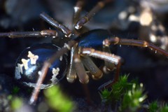 Hermippus tenebrosus