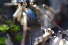 Hermippus tenebrosus