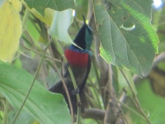 Cinnyris chloropygius