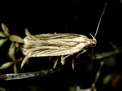 Agonopterix umbellana