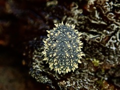 Holacanthella