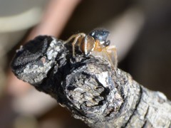 Heliophanus pistaciae