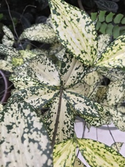 Dracaena surculosa