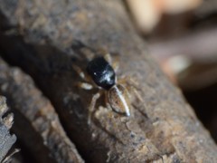 Heliophanus pistaciae