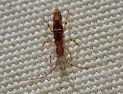 Paronellidae
