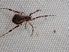 Episinus