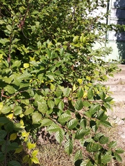 Prunus triloba