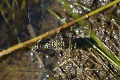 Aeshna canadensis