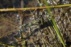 Aeshna canadensis