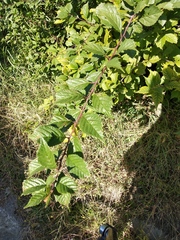 Prunus triloba