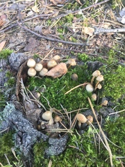 Mycena alcalina