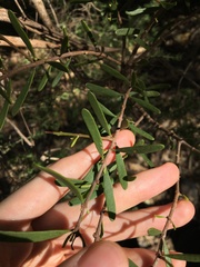 Amyema gaudichaudii