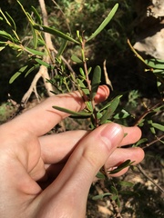 Amyema gaudichaudii