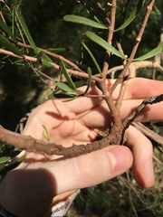 Amyema gaudichaudii