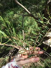 Amyema gaudichaudii