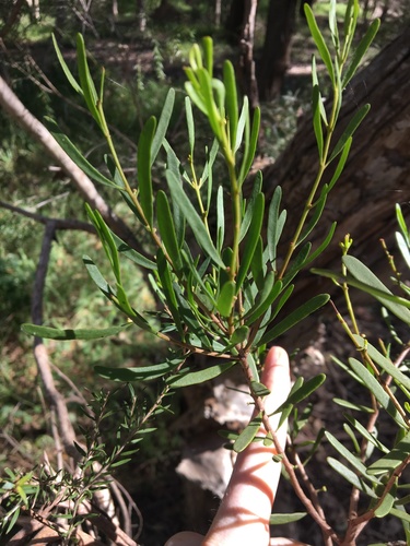 Image of Amyema gaudichaudii by (c) Thomas Mesaglio, some rights reserved (CC BY)