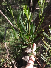 Amyema gaudichaudii