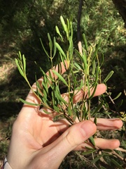 Amyema gaudichaudii