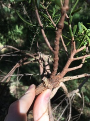 Amyema gaudichaudii