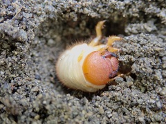 Pericoptus