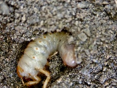 Pericoptus
