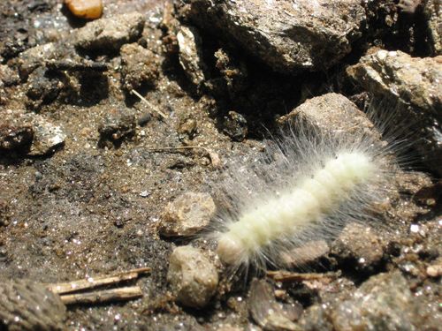 Laugher Moth photo 3