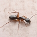 Camponotus kiusiuensis - Photo (c) Jonghyun Park, alguns direitos reservados (CC BY), uploaded by Jonghyun Park