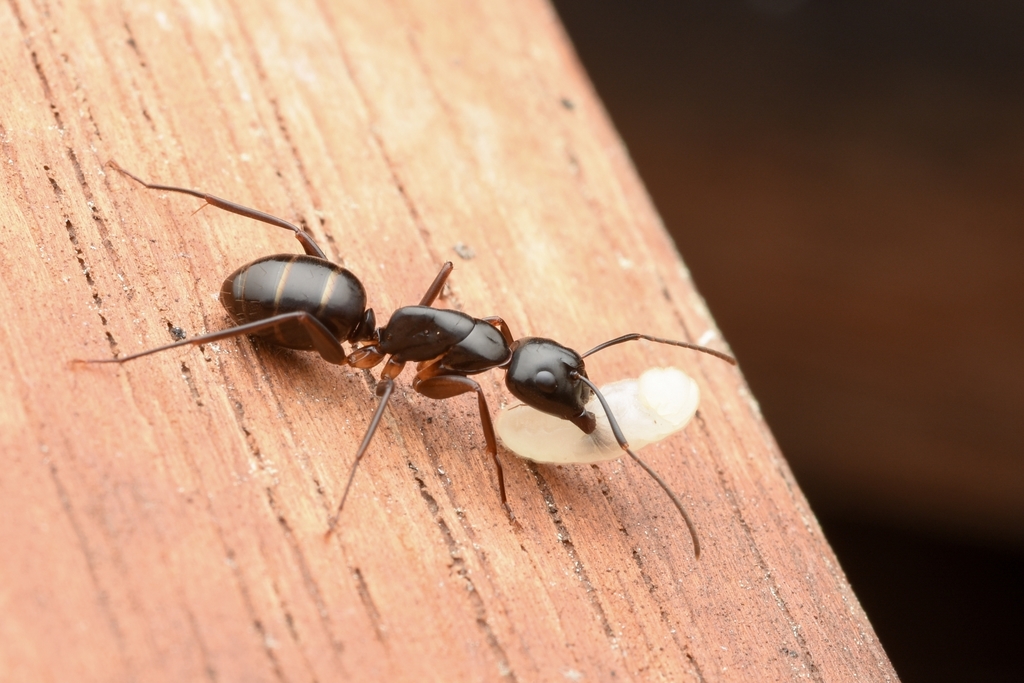 Paramyrmamblys