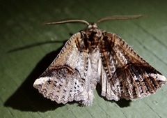 Declana junctilinea