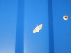 Idaea elongaria