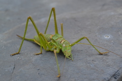 Steropleurus pseudolus