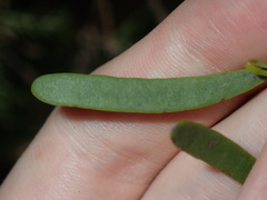 Amyema gaudichaudii