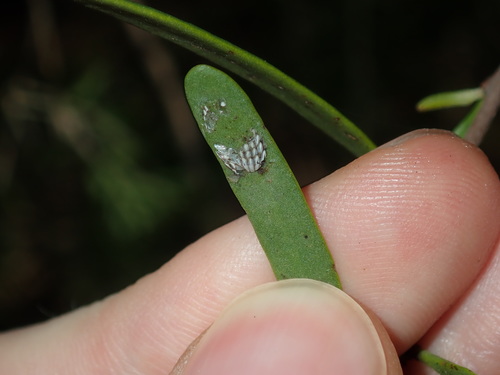 Image of Amyema gaudichaudii by (c) Thomas Mesaglio, some rights reserved (CC BY)