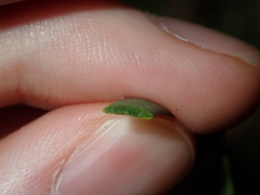 Amyema gaudichaudii
