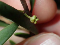 Amyema gaudichaudii