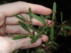Amyema gaudichaudii